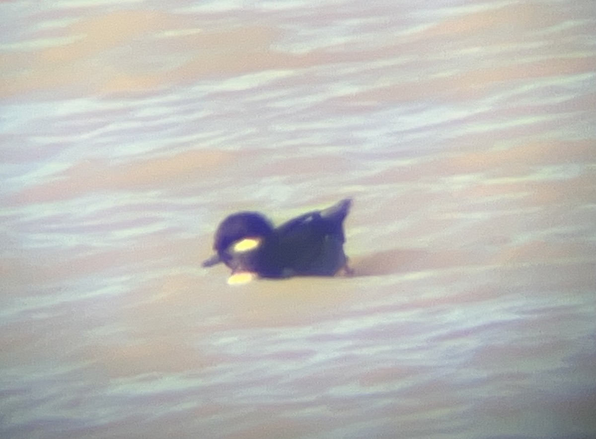 Bufflehead - ML645065733