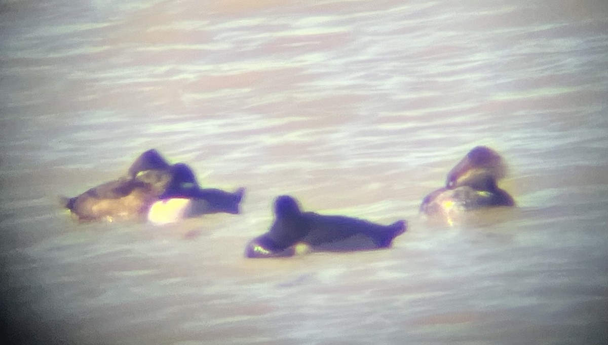 Bufflehead - ML645065734