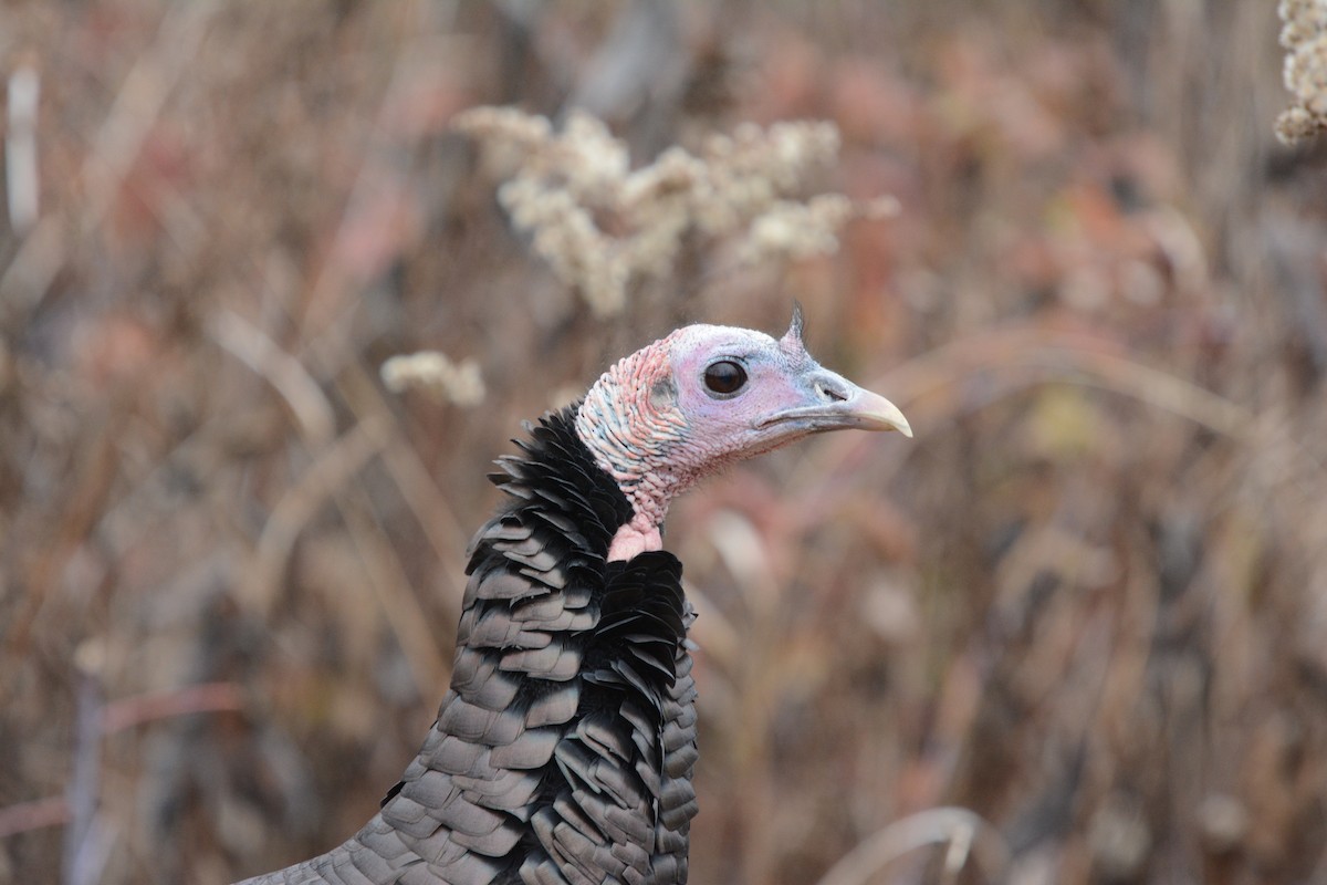 Wild Turkey - ML645065753