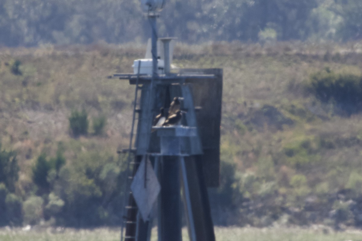 Brown Booby - ML645065762
