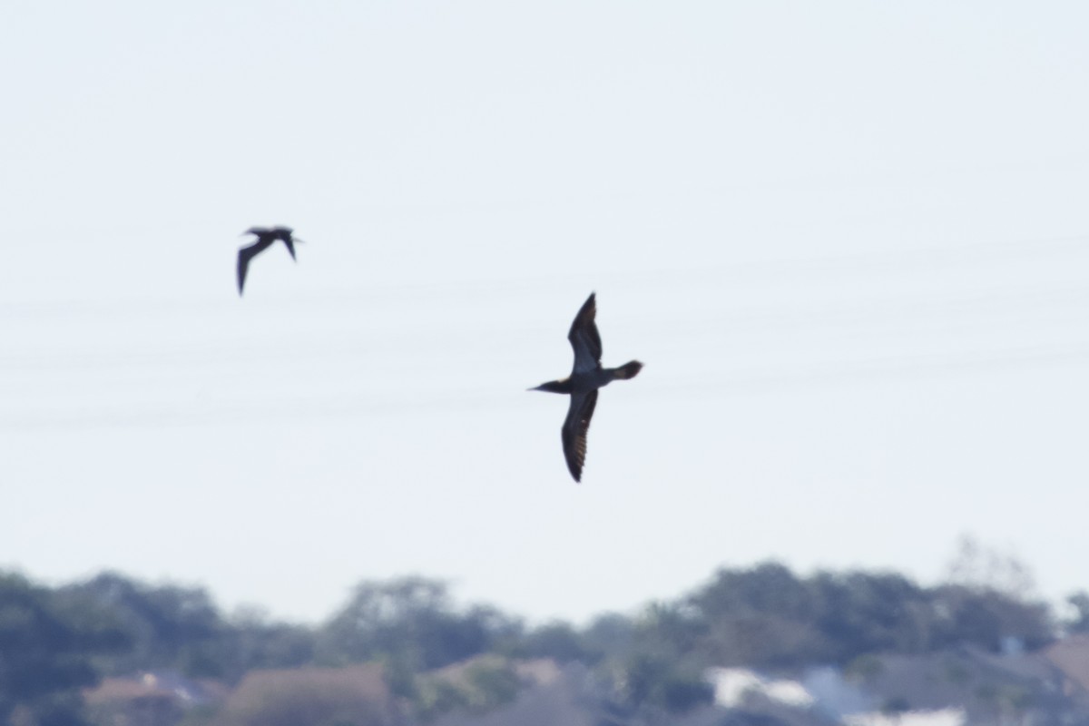 Brown Booby - ML645065764