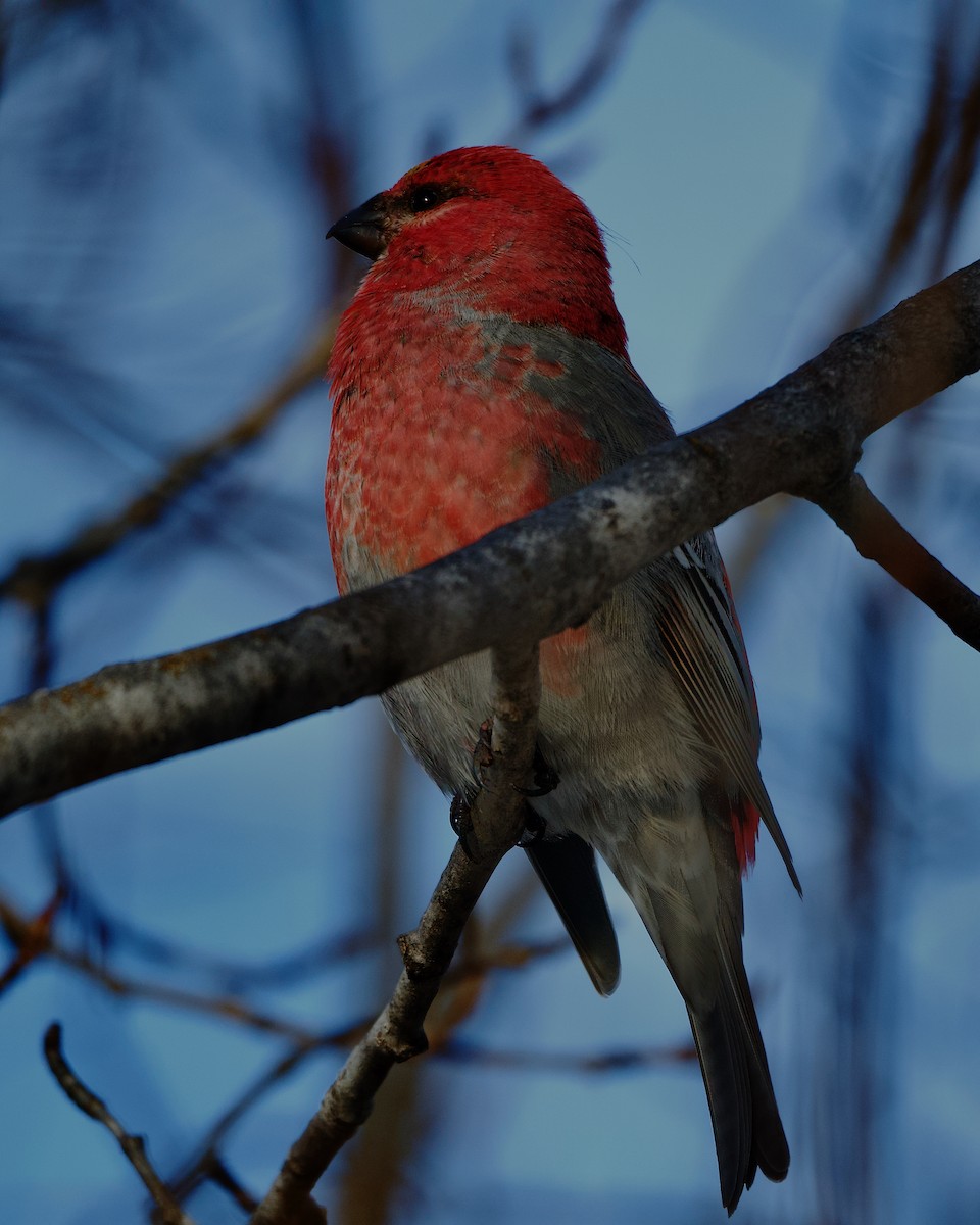 hýl křivčí - ML645065768