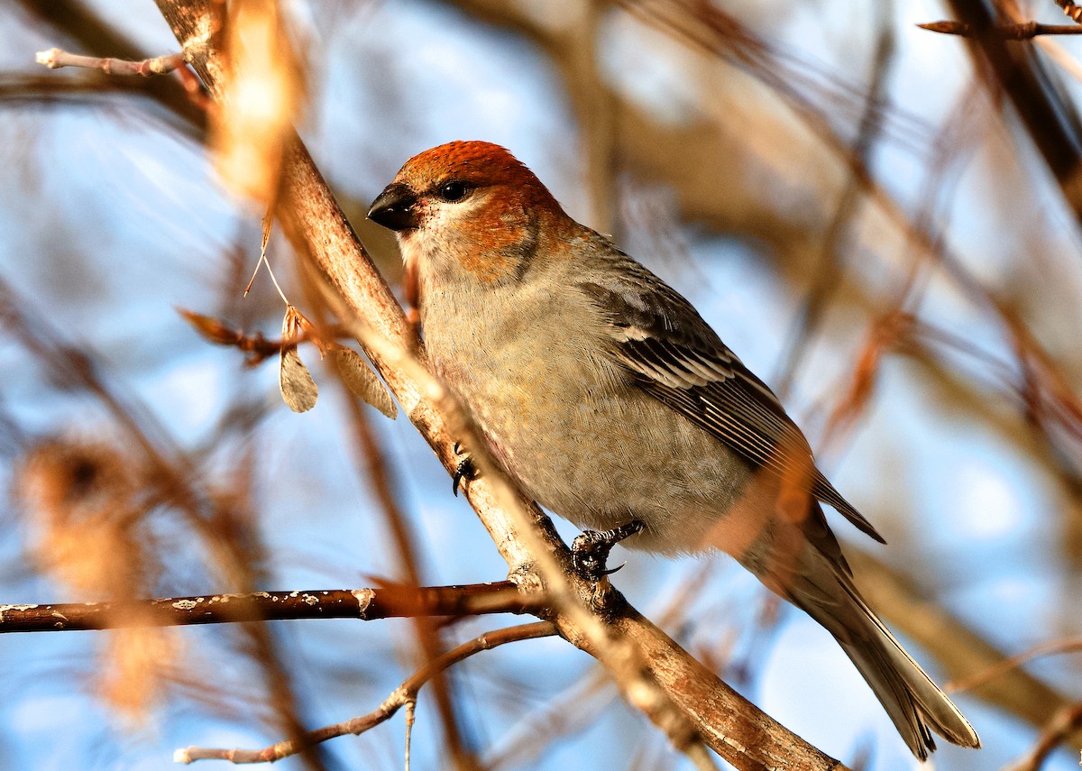 hýl křivčí - ML645065769