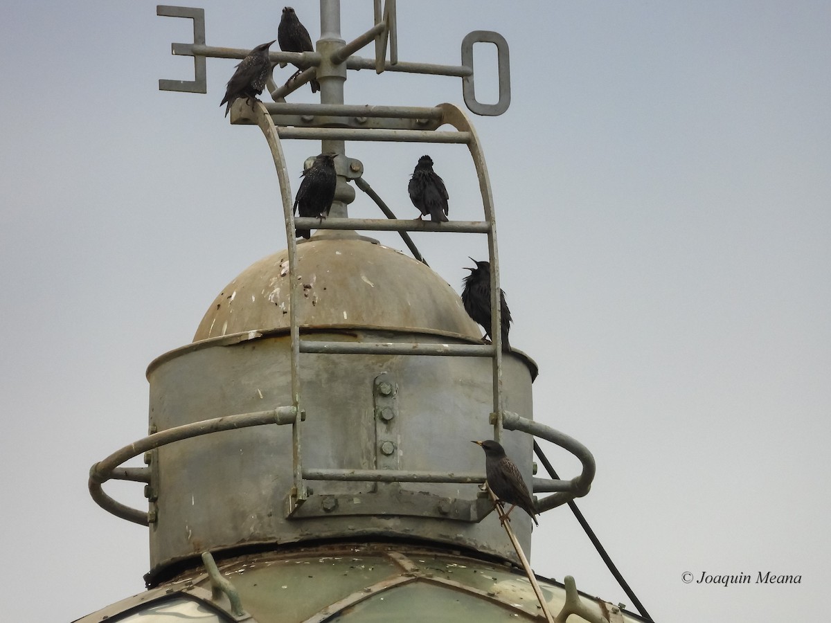 European Starling - ML645065779