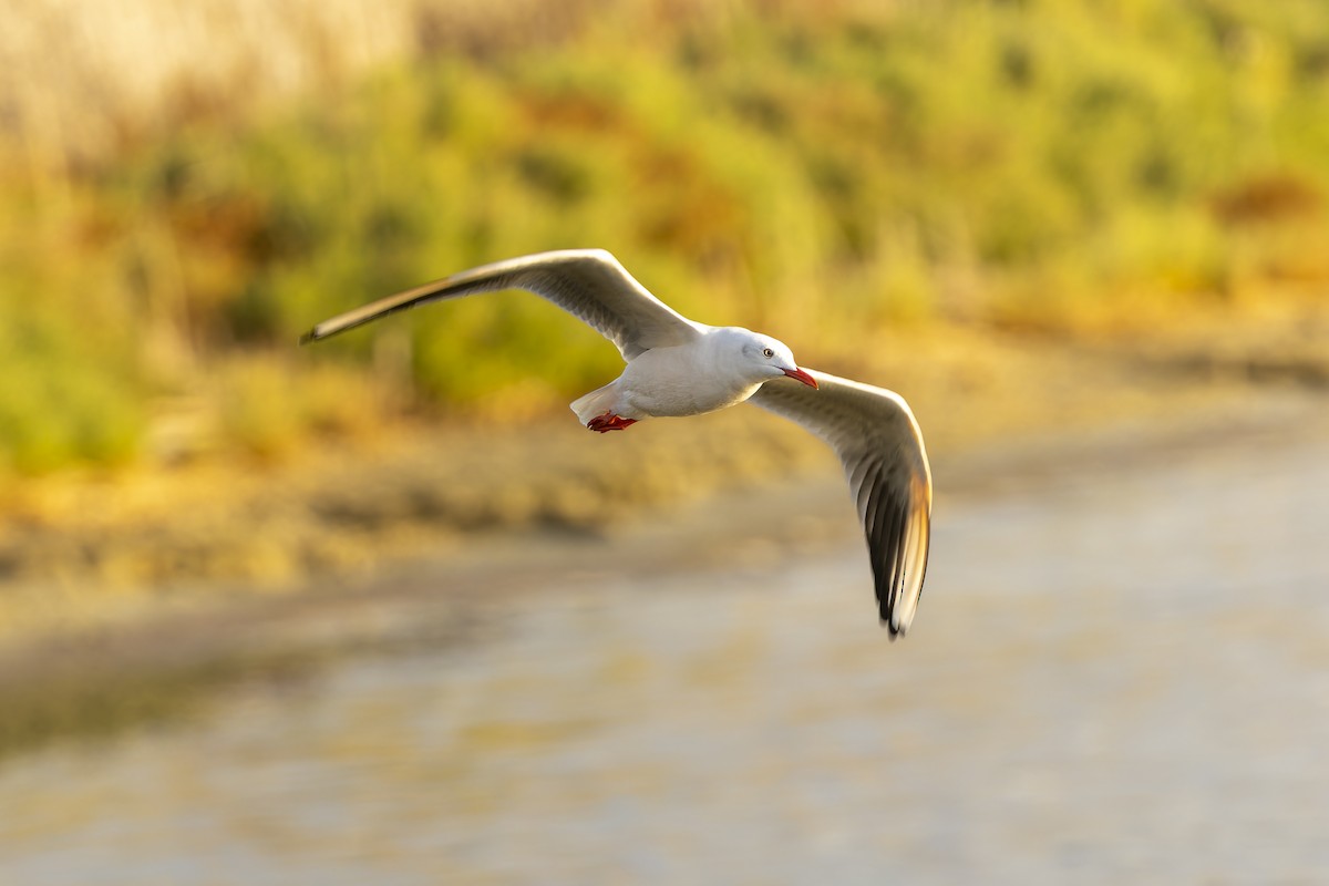 Slender-billed Gull - ML645065780