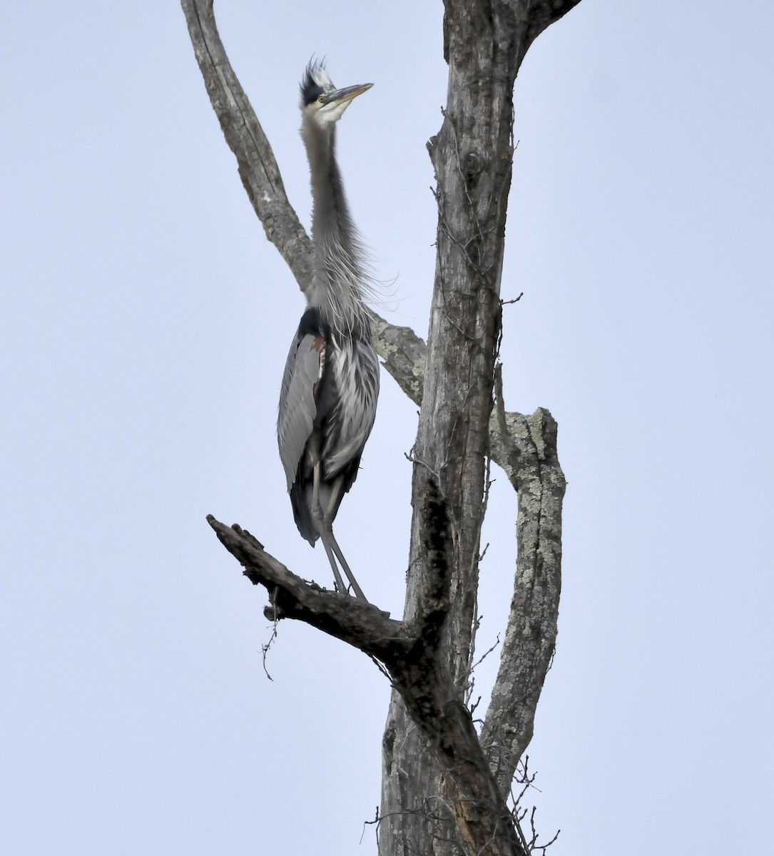 Garza Azulada - ML645065781