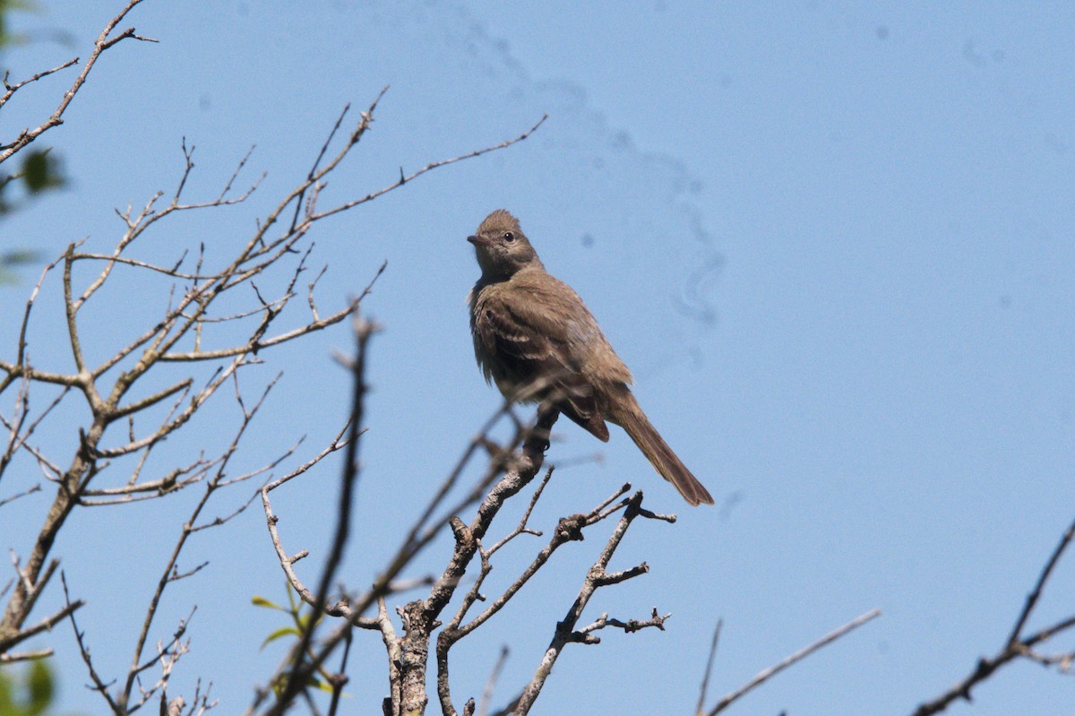 Yellow-bellied Elaenia - ML645065783