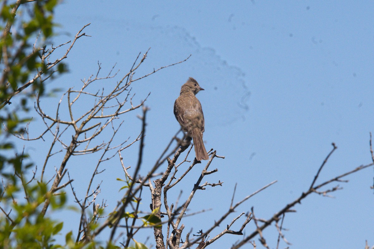 Yellow-bellied Elaenia - ML645065784