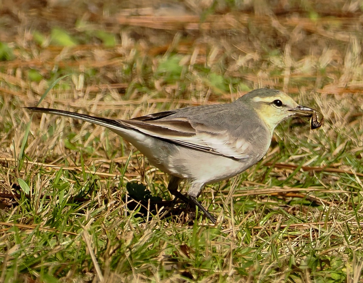 Bergeronnette grise - ML645065785