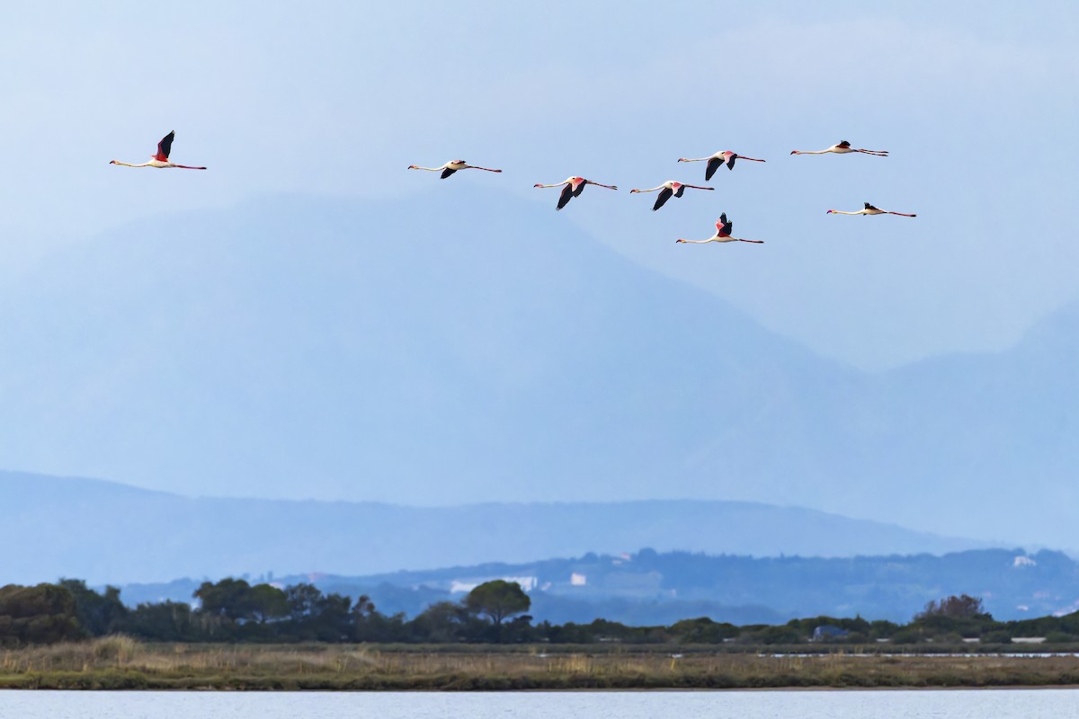 Greater Flamingo - ML645065786