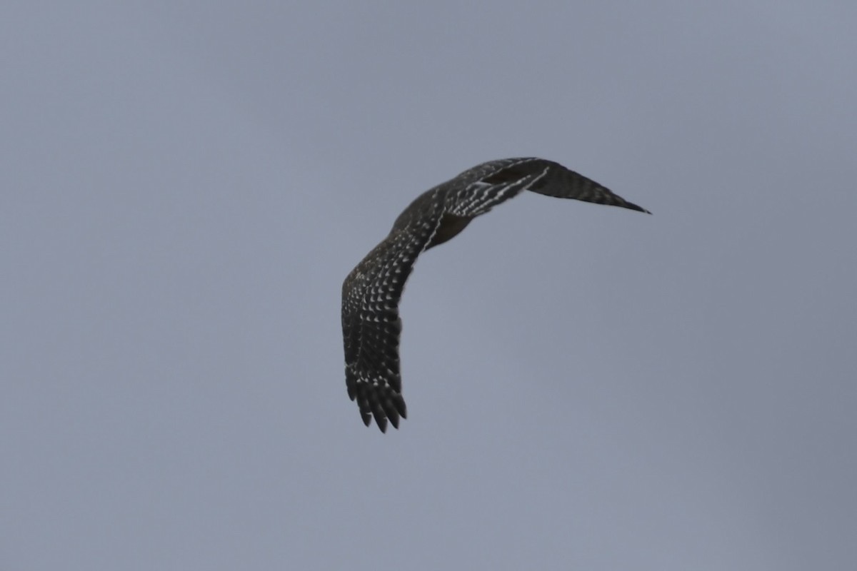 Busardo Pechirrojo - ML645065789