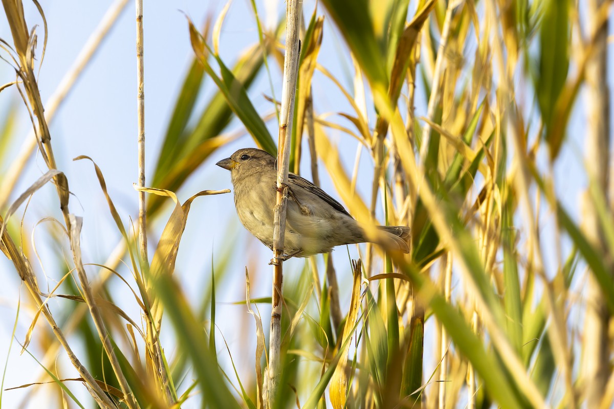 Spanish Sparrow - ML645065795