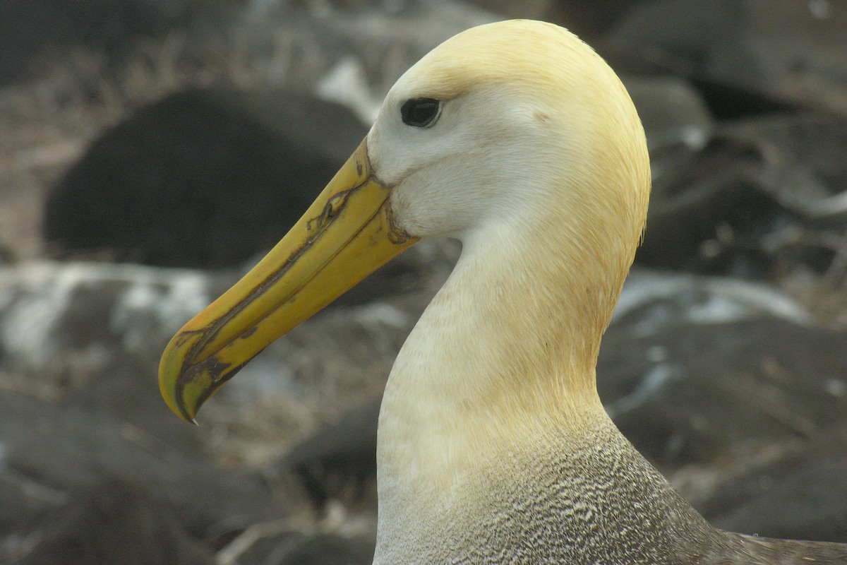 albatros galapážský - ML645065796