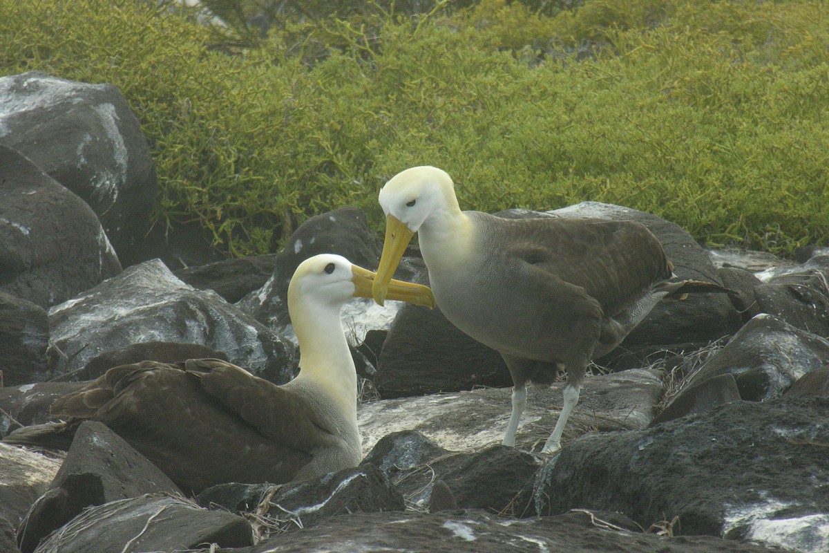 albatros galapážský - ML645065797