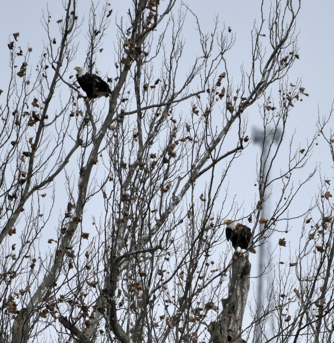 Pigargo Americano - ML645065799