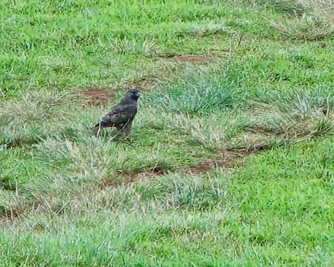 Hawaiian Hawk - ML645065800