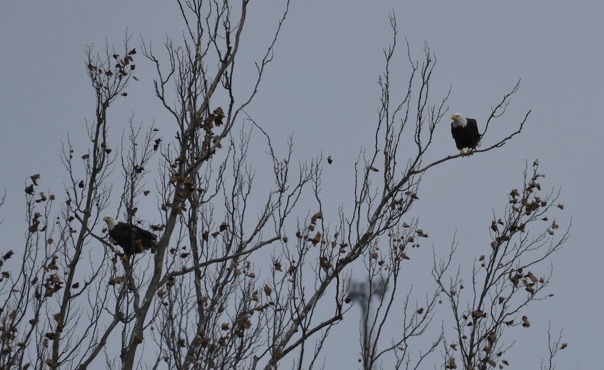 Pigargo Americano - ML645065801