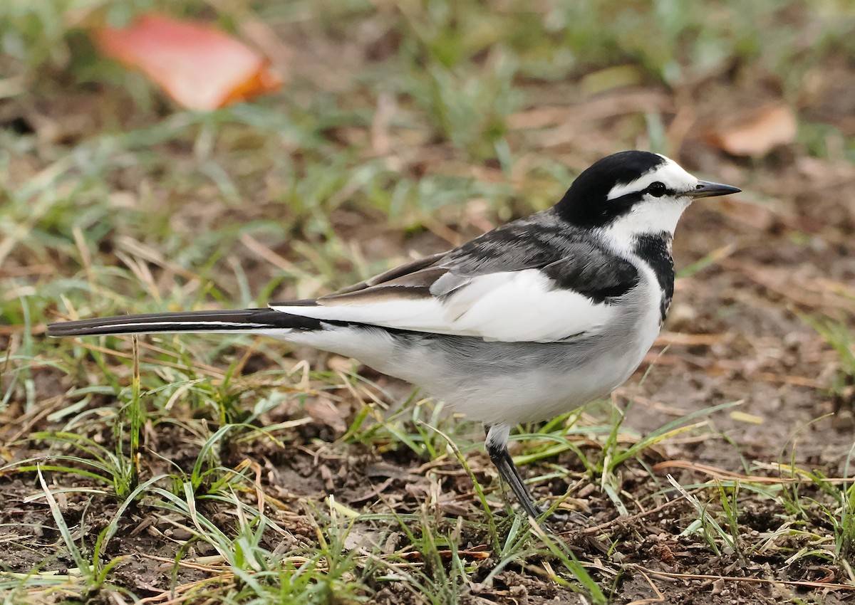 Bergeronnette grise - ML645065807