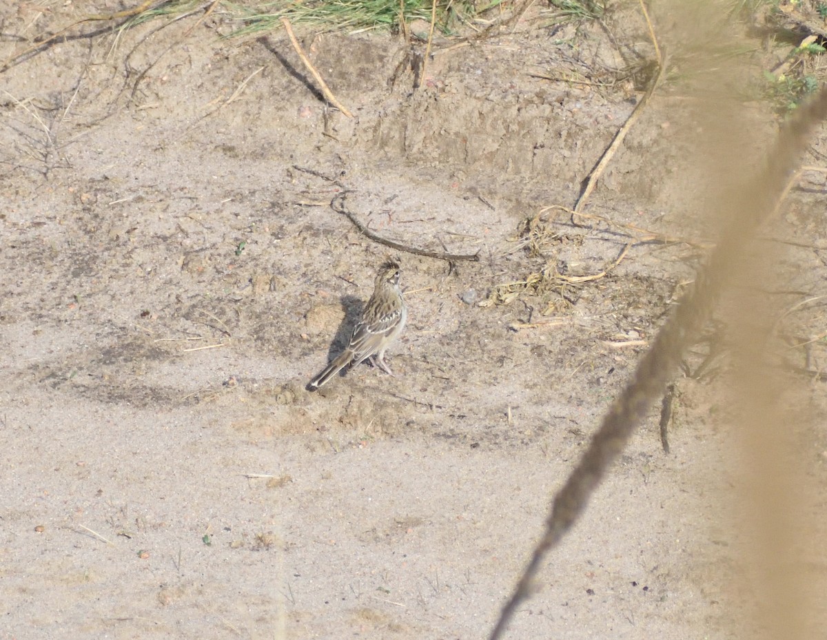 Lark Sparrow - ML645065817