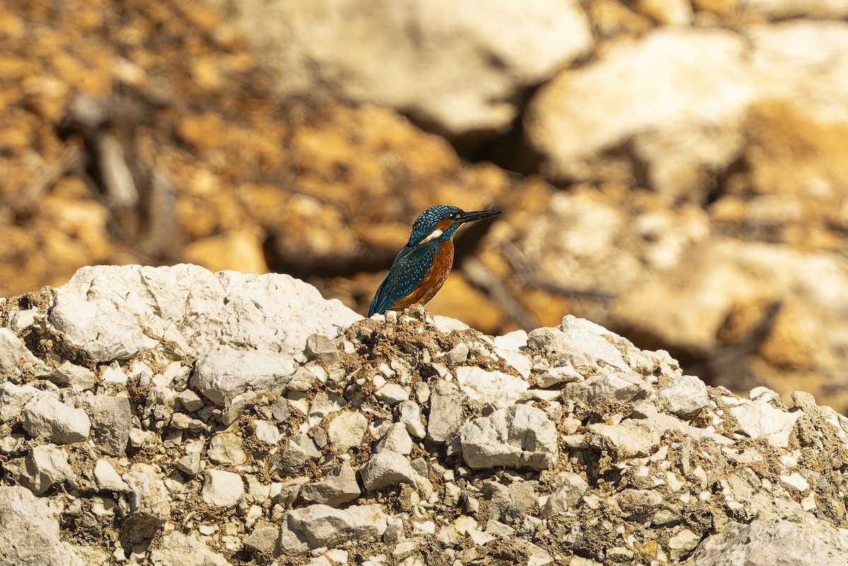 Common Kingfisher - ML645065820
