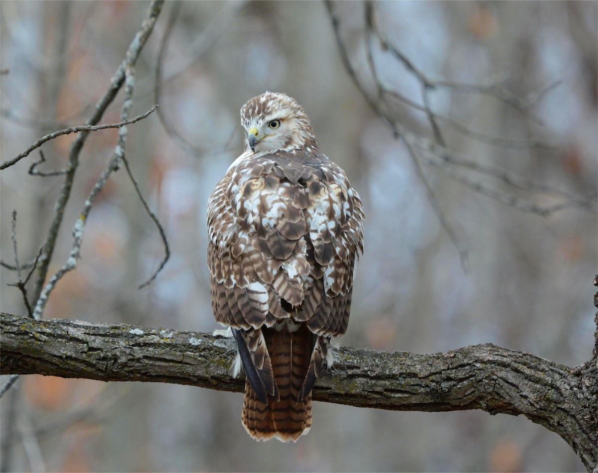 Red-tailed Hawk - ML645065822