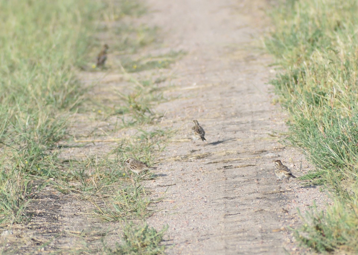 Lark Sparrow - ML645065827