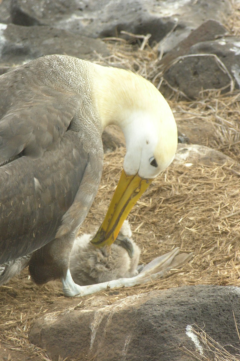 albatros galapážský - ML645065830