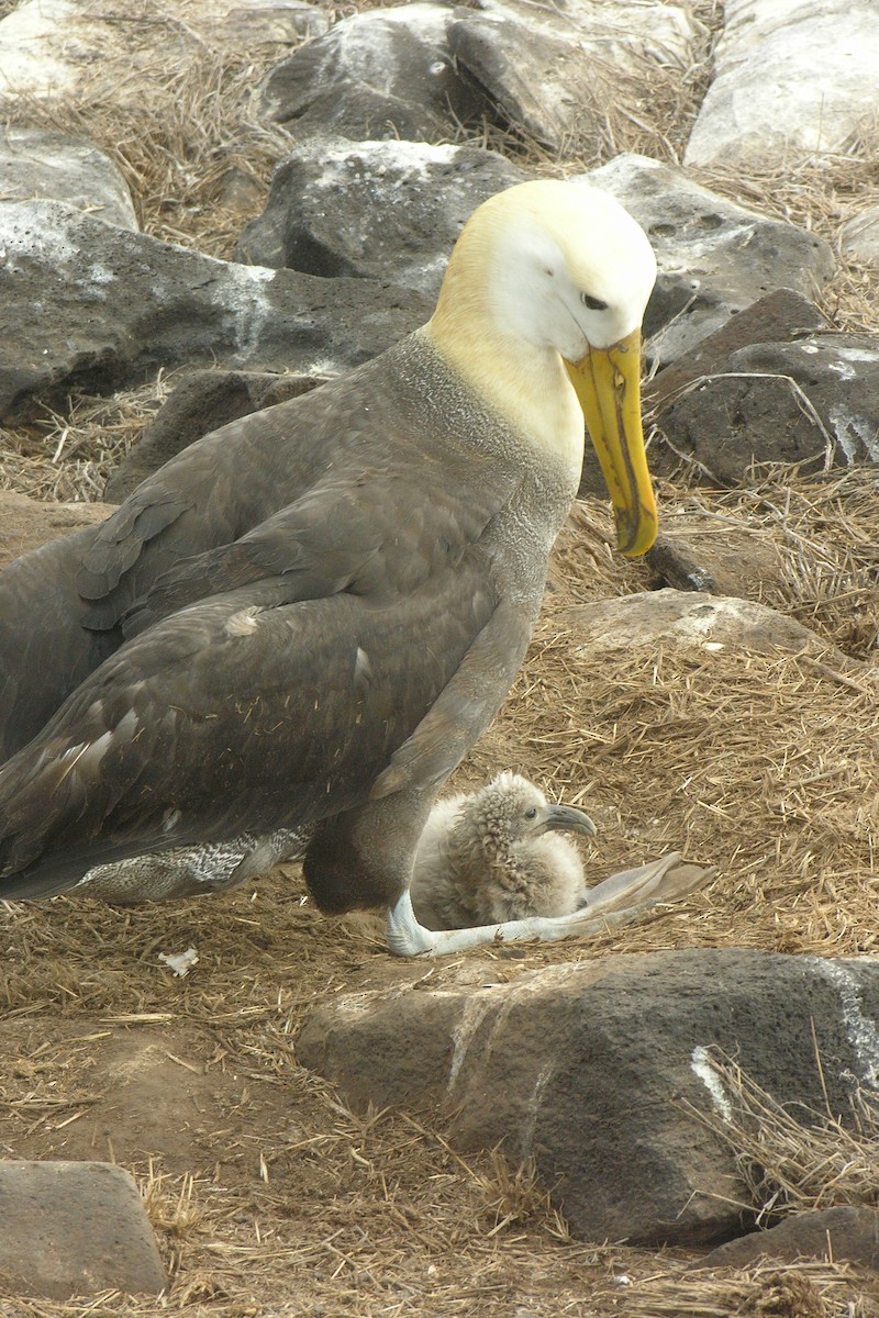 albatros galapážský - ML645065831