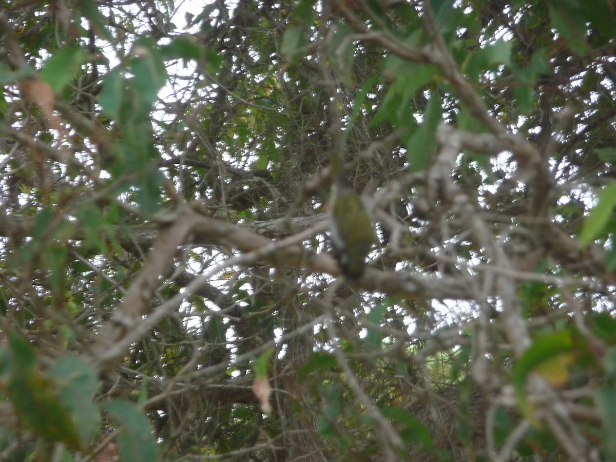 Gilbert's Honeyeater - ML645065832