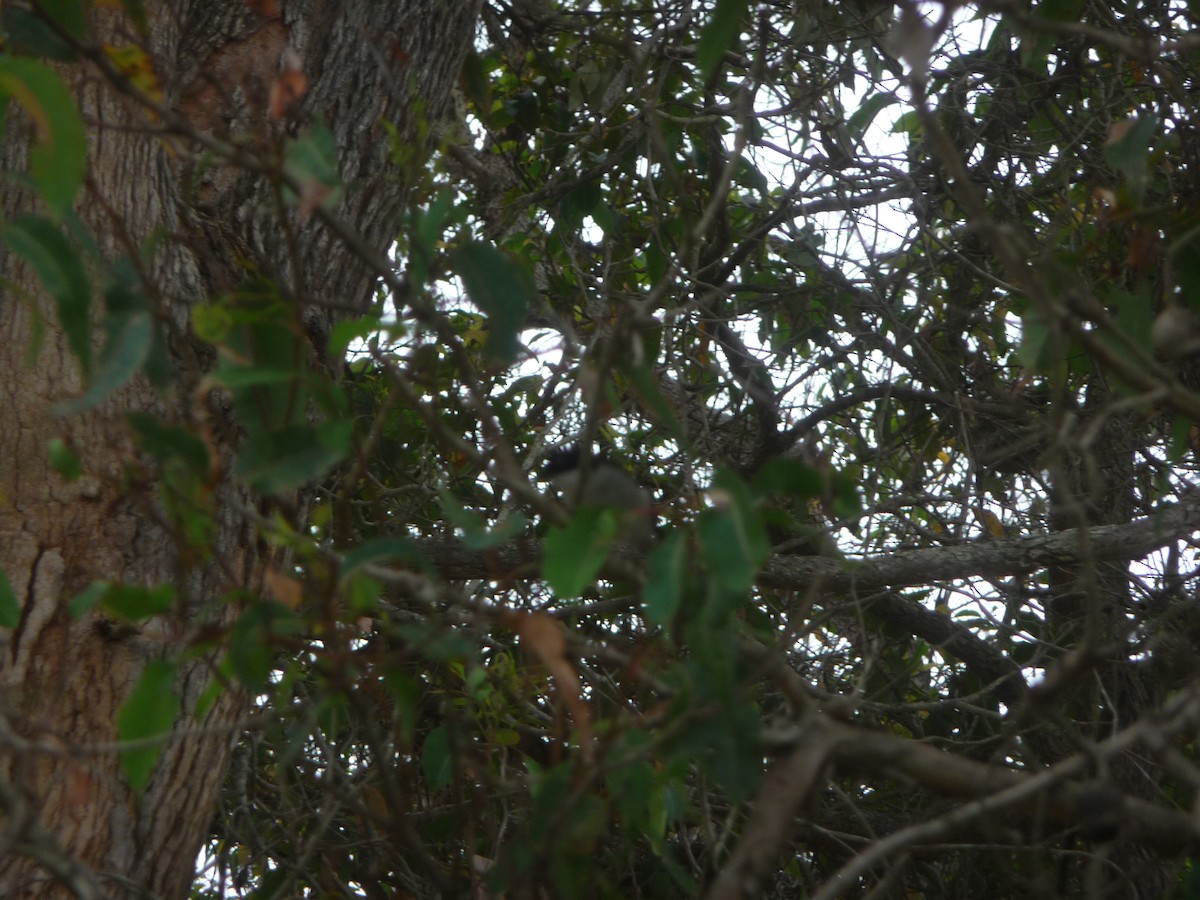 Gilbert's Honeyeater - ML645065833