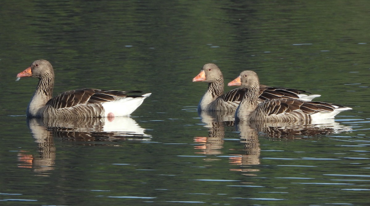 Серый гусь - ML645065847