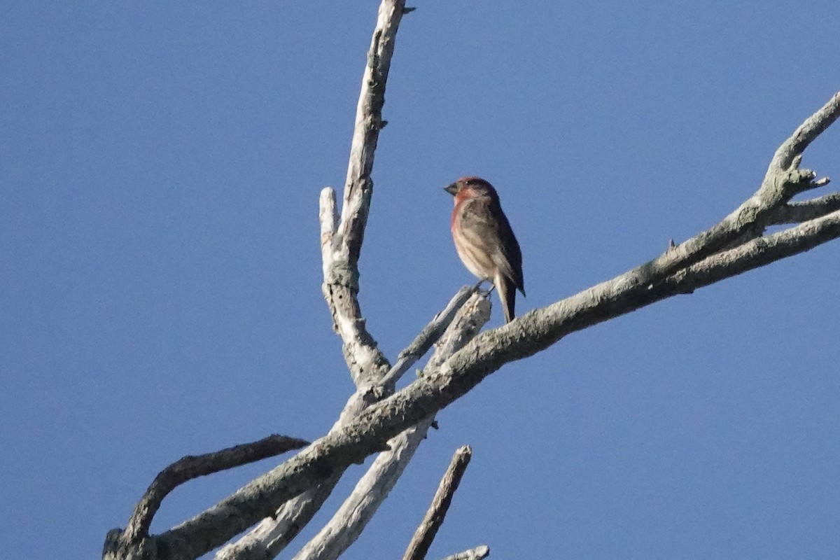 House Finch - ML645065850