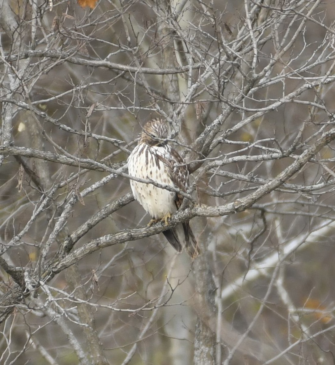 Busardo Pechirrojo - ML645065851