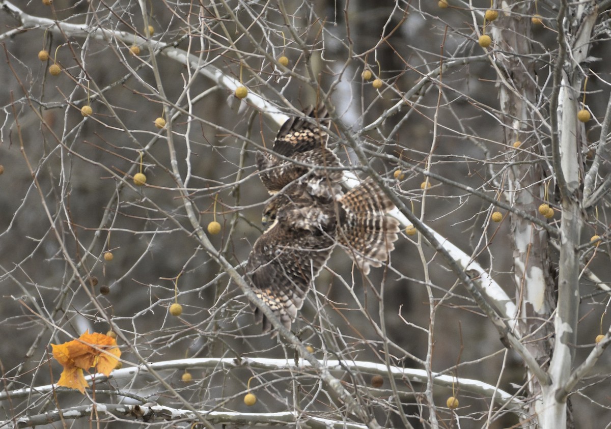 Busardo Pechirrojo - ML645065856