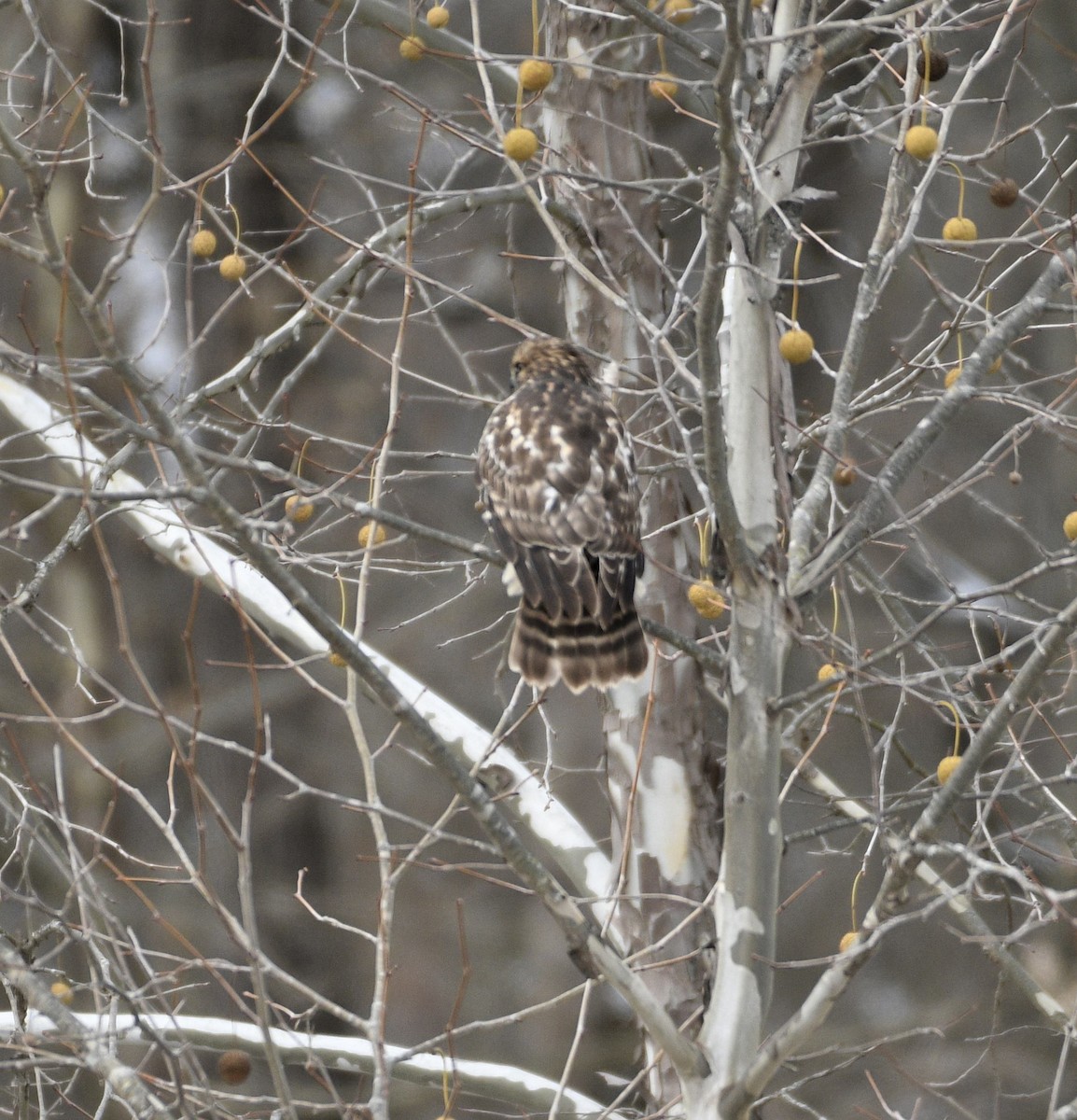 Busardo Pechirrojo - ML645065858