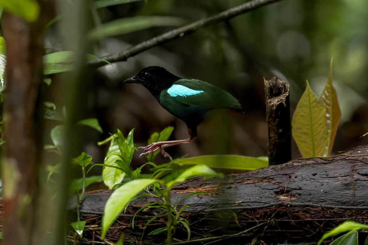 blåflankepitta - ML645065859
