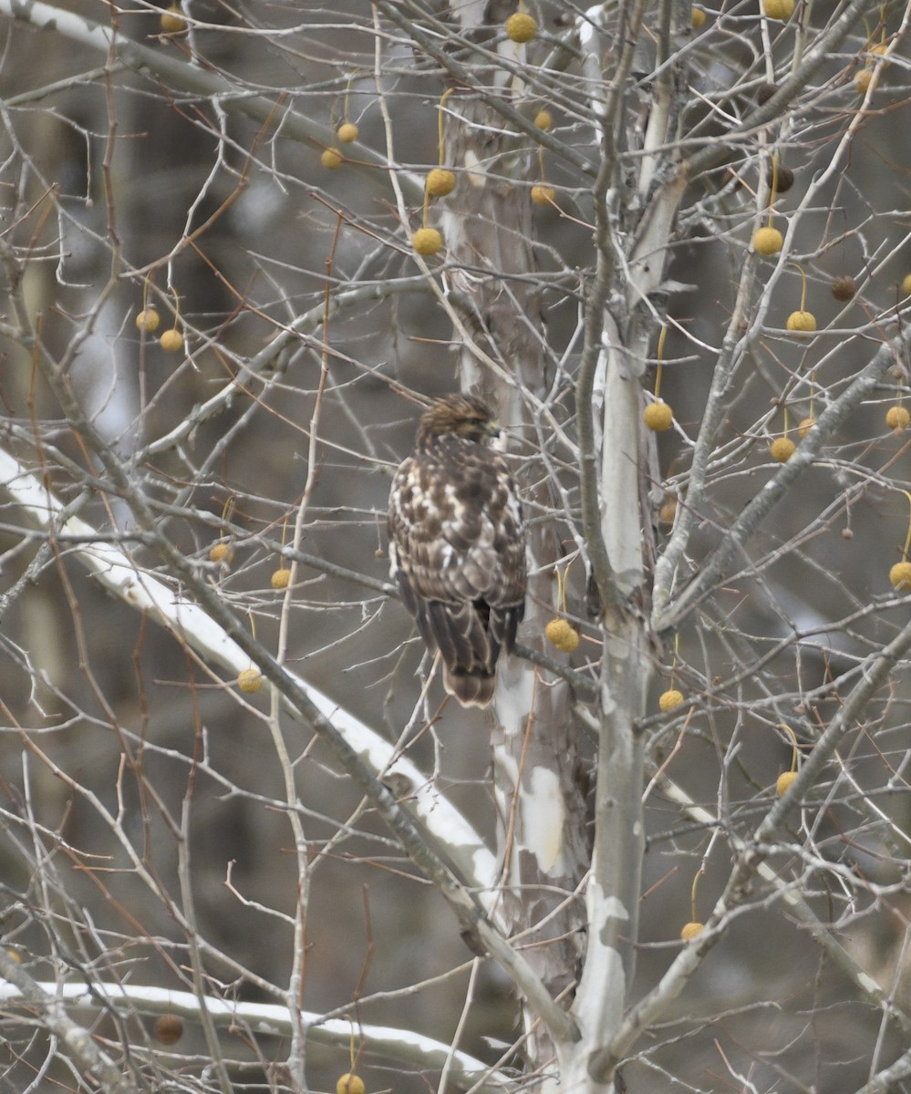 Busardo Pechirrojo - ML645065860