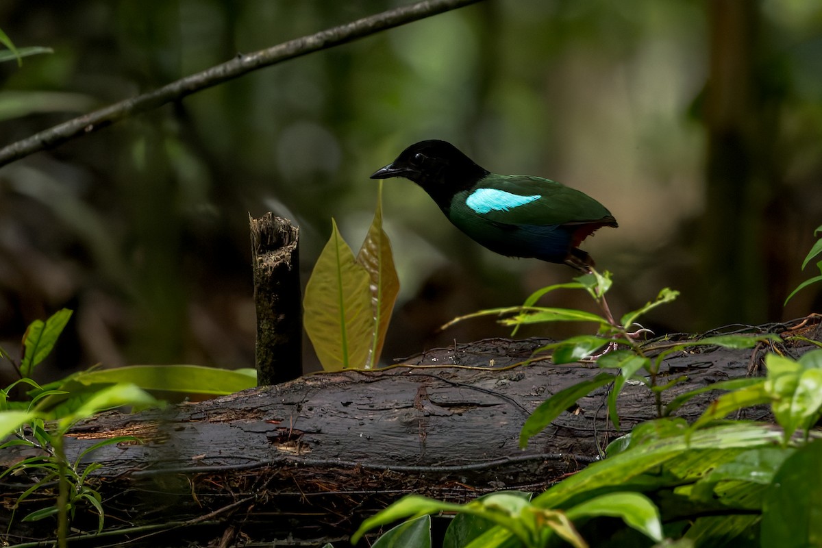 blåflankepitta - ML645065861