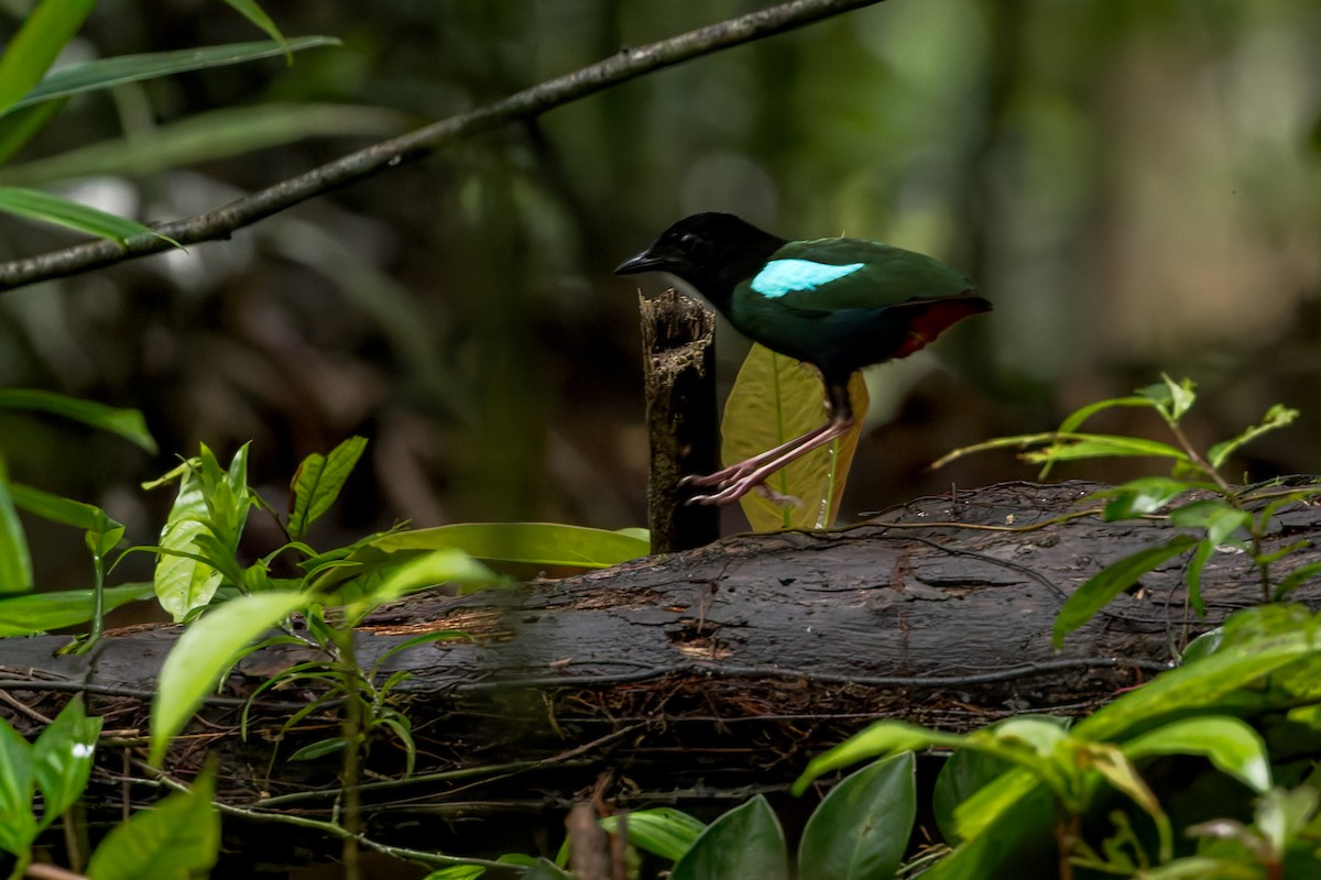 blåflankepitta - ML645065862