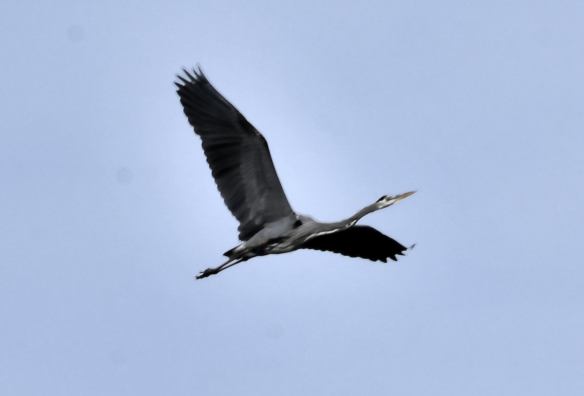 Garza Azulada - ML645065872