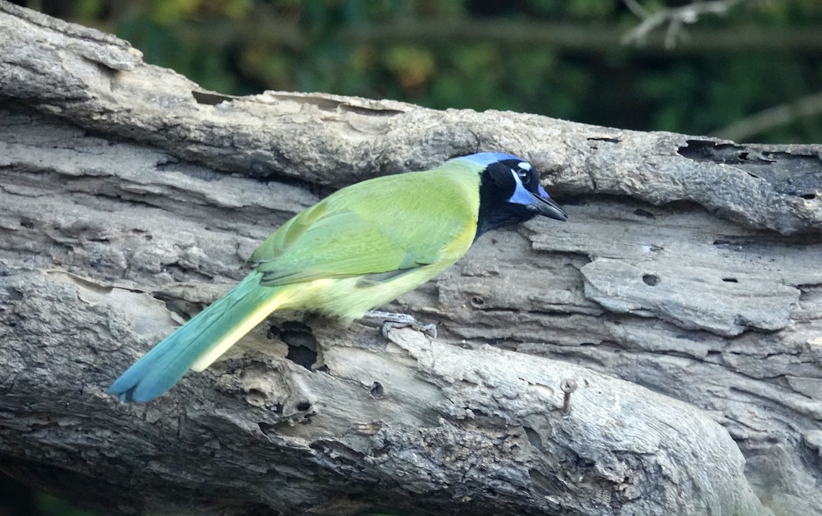 Green Jay - ML645065873