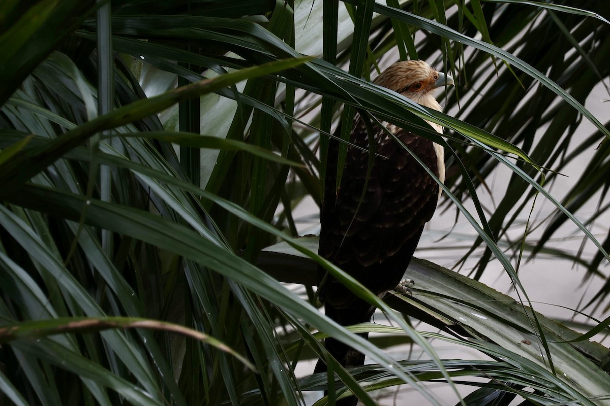 čimango žlutavý - ML645065875