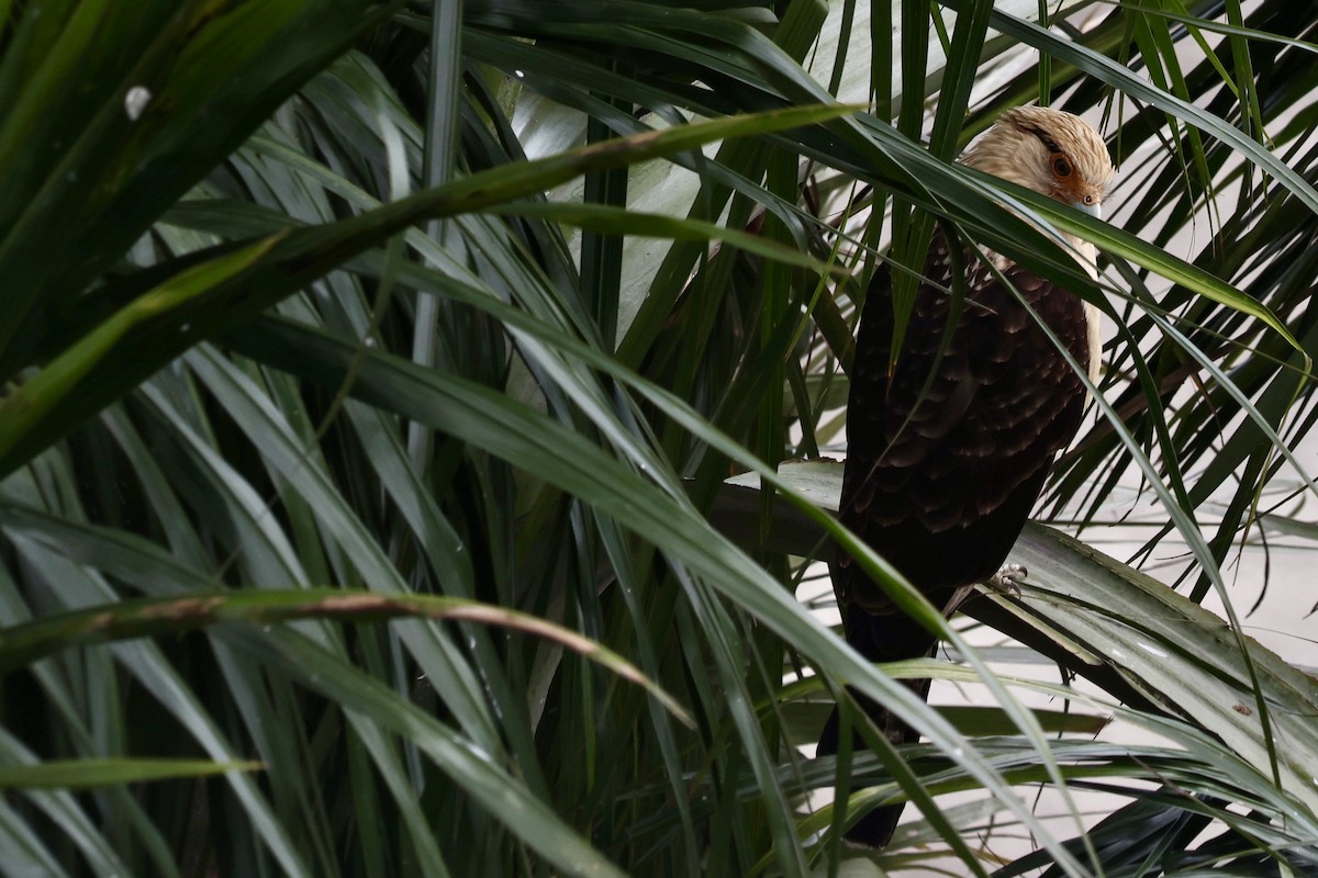 čimango žlutavý - ML645065876