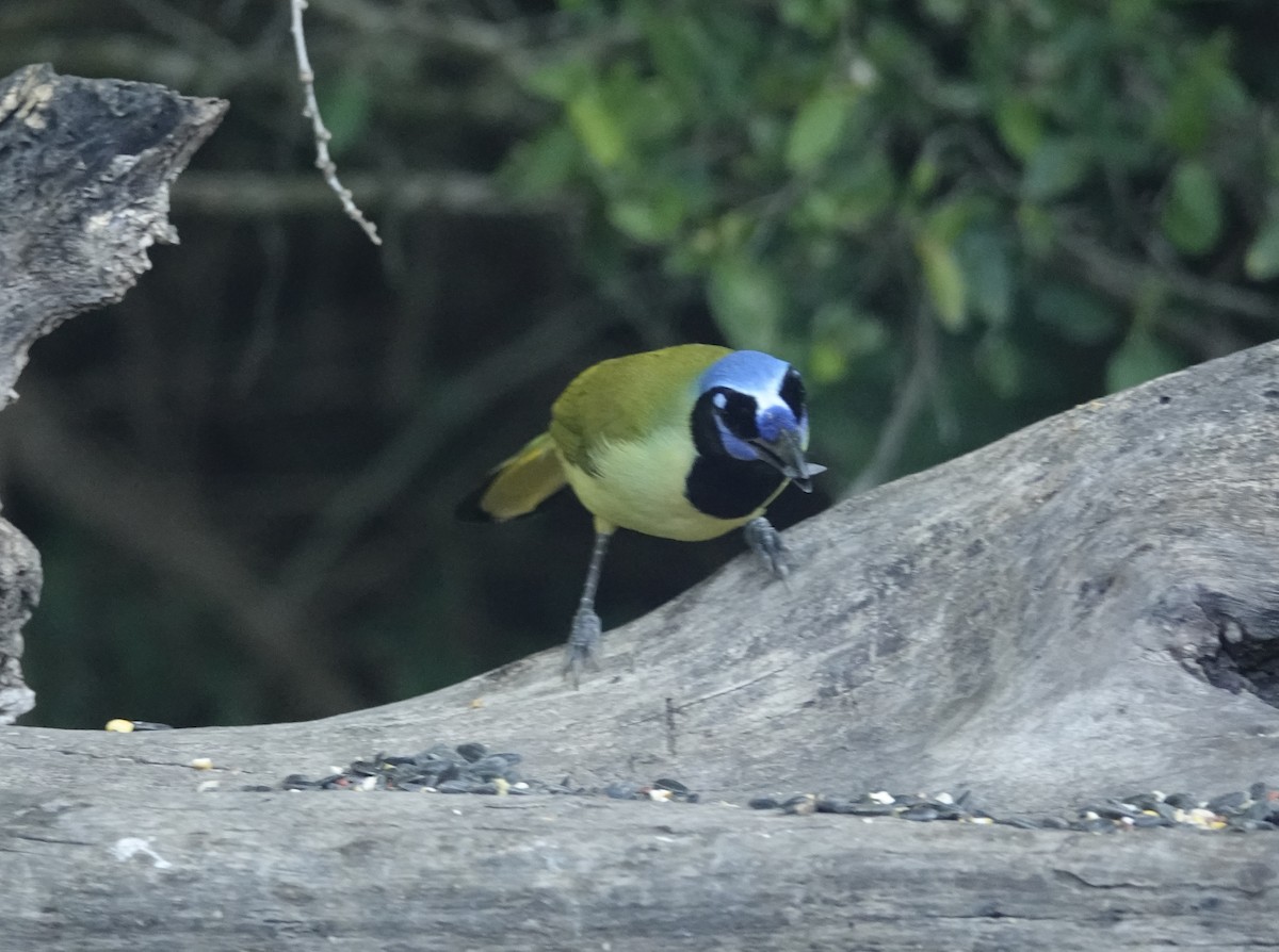 Green Jay - ML645065880