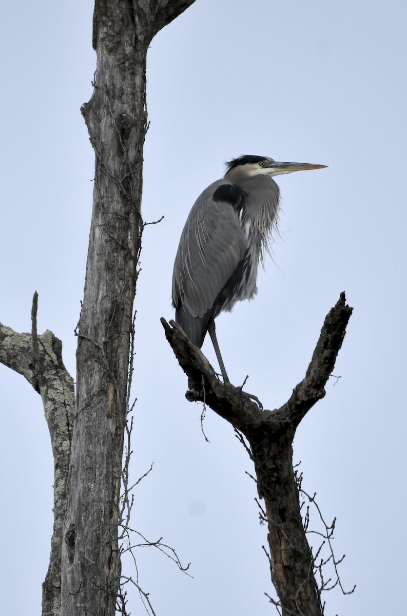 Garza Azulada - ML645065881