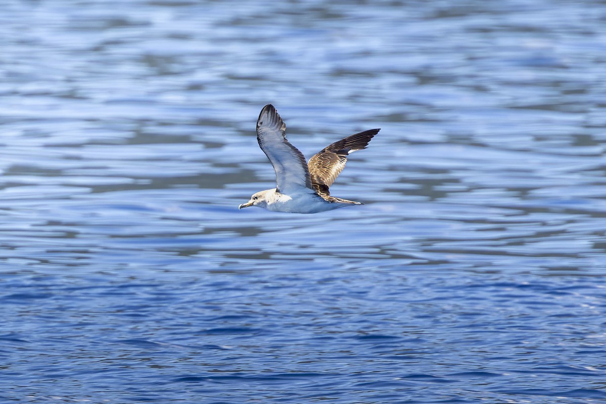 Scopoli's Shearwater - ML645065883