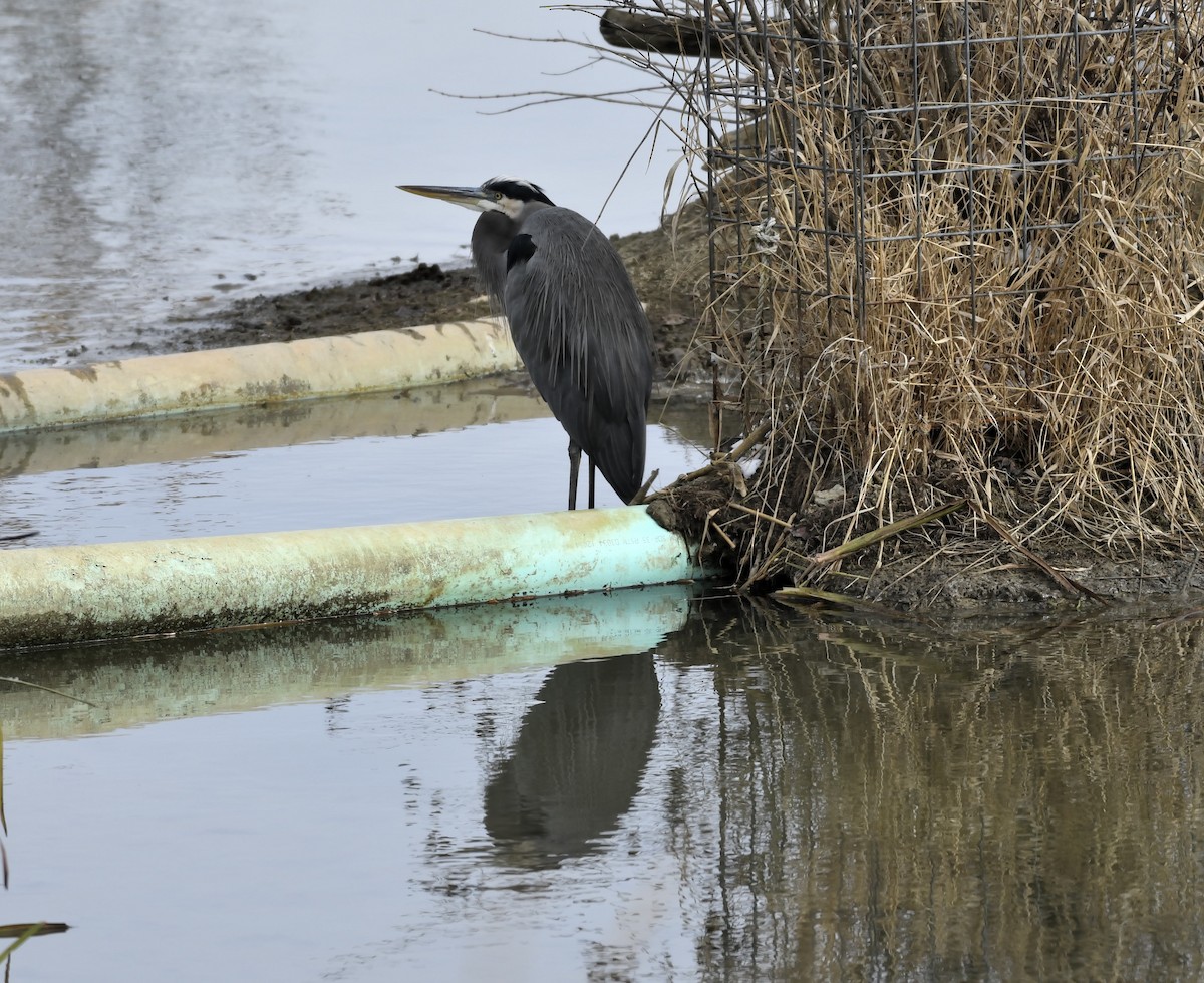 Garza Azulada - ML645065890