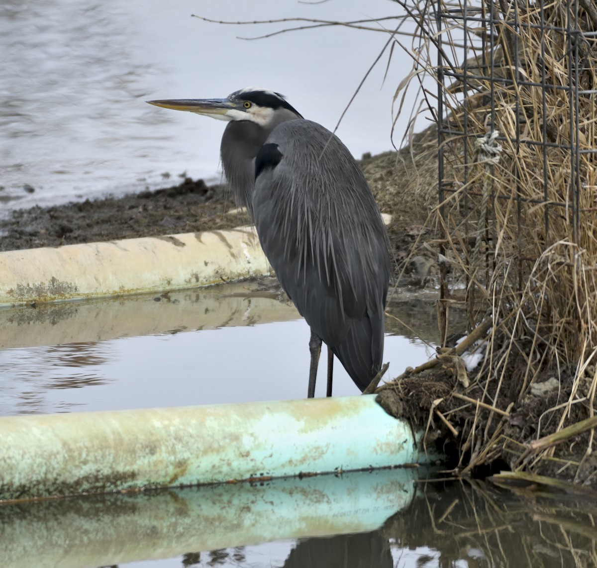 Garza Azulada - ML645065893