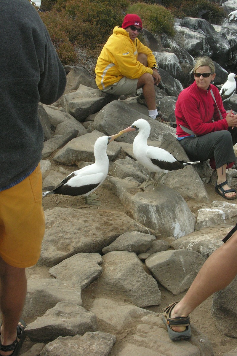 Nazca Booby - ML645065904