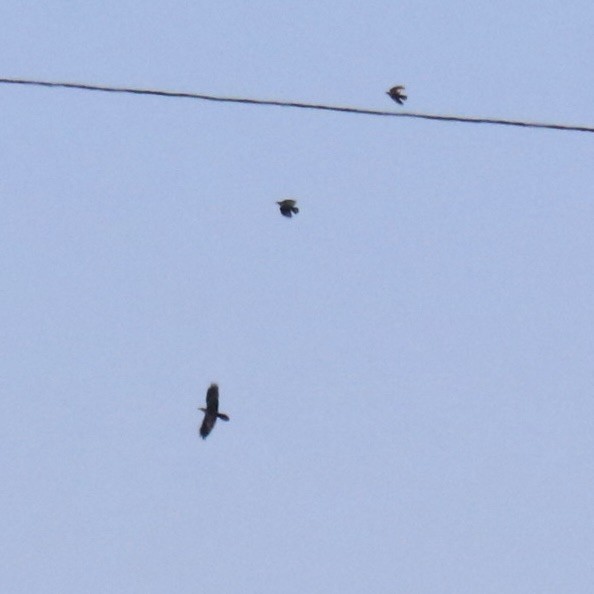 Common Raven - ML645065923